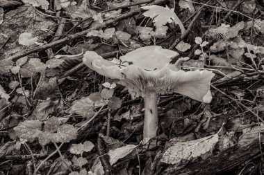 Sonbaharda ormanda beyaz mantar, sonbaharda beyaz mantar. Sonbaharda ormanda beyaz mantar