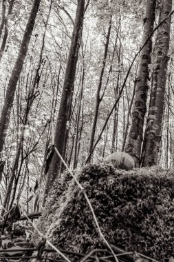 Sabah ormanın güzel manzarası