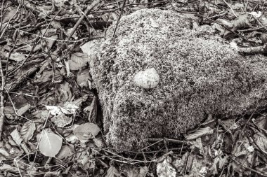 Bahçedeki taşlar siyah beyaz