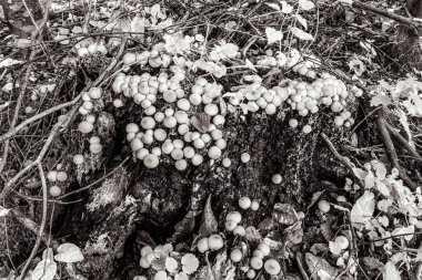 Ölü ağacın siyah beyaz fotoğrafı.