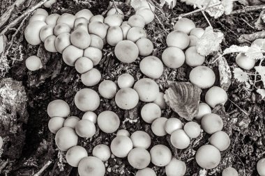 Ormandaki ağaçta beyaz mantar