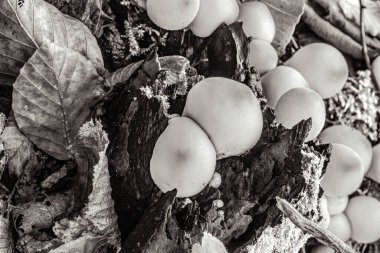 Ormanda mantarlar, bitki örtüsü