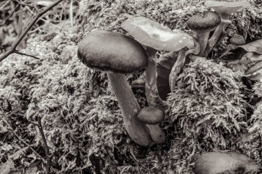 Sonbahar Ormanında Mantarlar