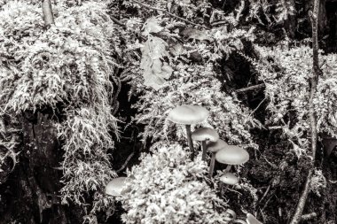 Kardaki ağaçtaki mantarlar