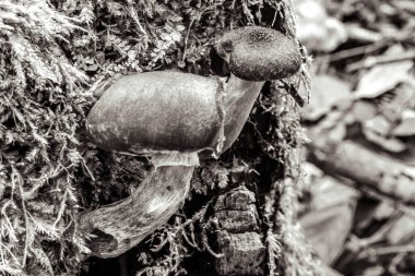 Ormandaki eski paslı metal boru.