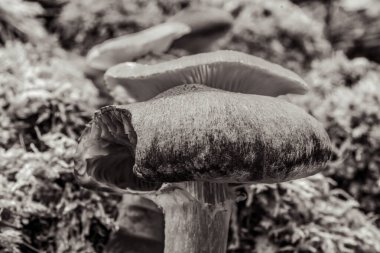 Bulanık arkaplanda bir mantarın dikey görüntüsü