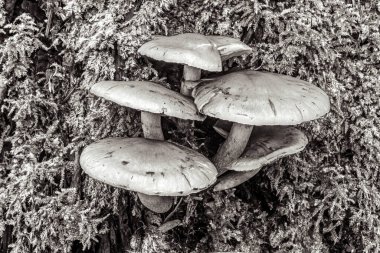 Ormanda bir grup mantar.