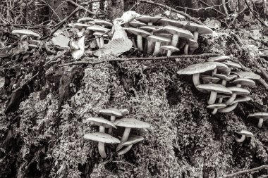 Ormanda mantar, doğada bitki örtüsü.