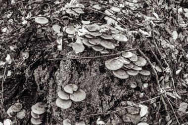 Ormanda büyüyen mantarlar