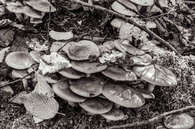 Sonbahar ormanında mantar mantarı