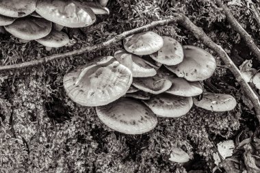 Ağaçta büyüyen mantarlar