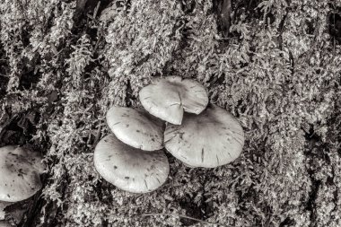 Ormanda büyüyen mantarlar