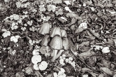 Ormandaki bir ağacın siyah beyaz fotoğrafı.