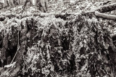Ormandaki yaşlı ağaç kütüğü