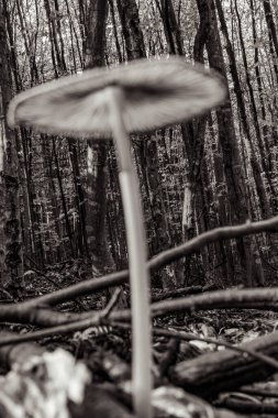 Ağaç ormanında mantar