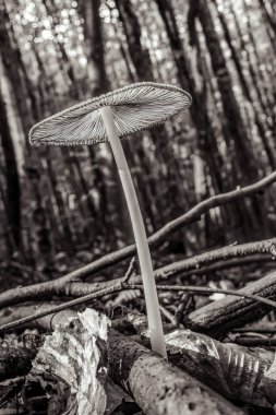 Beyaz mantar, kapat - yakın görünüm