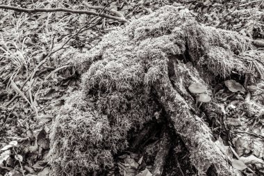 Ağacın siyah beyaz fotoğrafı