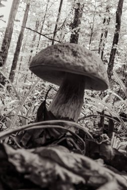 Ağaçtaki mantar, kapat.