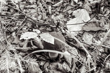 Ağacın siyah beyaz fotoğrafı