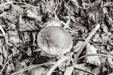 Ormanda büyüyen mantar.