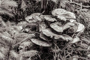 Yerdeki mantarların siyah beyaz fotoğrafı.