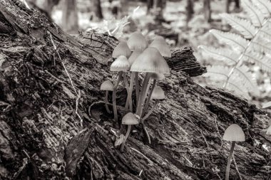 bir ormandaki bir ağaç gövdesi üzerinde büyüyen mantar