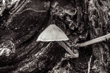 ormanda mantar yakın görünümü