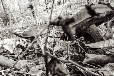 Kırık bir ağacın siyah beyaz fotoğrafı