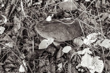 Ormandaki bir mantarın yakın plan çekimi.