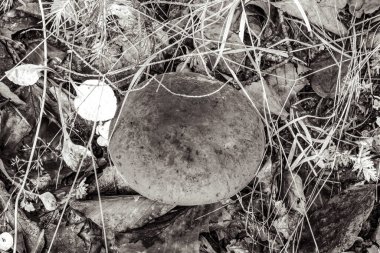 bir ağacın siyah beyaz fotoğrafı