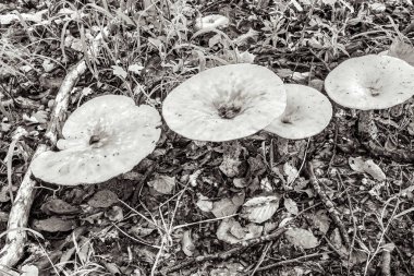 Ağaçtaki mantarlar