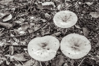 Ormanda bir grup mantar. siyah ve beyaz