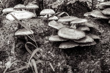 Ağaçtaki mantarlar