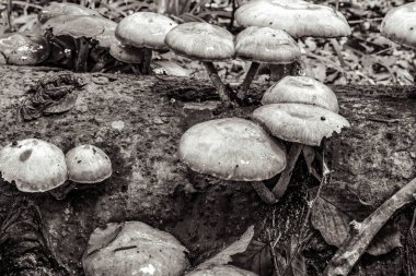 Grup ormanda mantar.