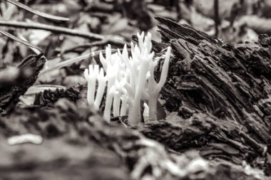 Doğadaki güzel, genç ve güzel beyaz çiçeklerin siyah beyaz fotoğrafı.