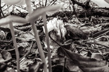 Yakın çekim - güzel beyaz çiçekler