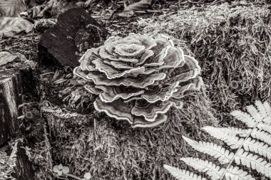 Yere siyah ve beyaz olarak çam kozalakları ve iğneler yakın.