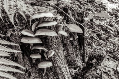 Ormanda büyüyen siyah ve beyaz mantarlı bir grup yakın plan, siyah ve beyaz