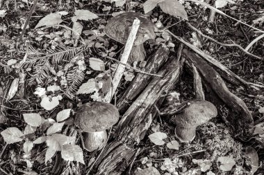 Ormanda siyah beyaz mantar