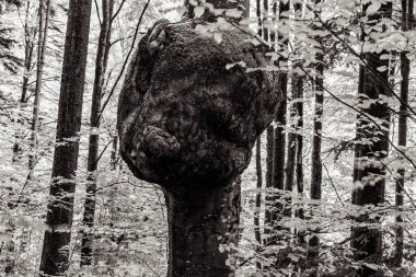 Büyük ağaç ormandadır..