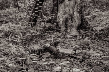 Ormandaki ağaç kütüğü