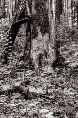 Ormandaki genç bir adamın siyah beyaz fotoğrafı.