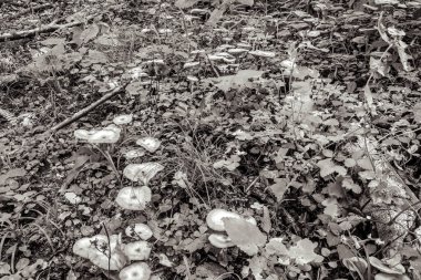 Çiçekli beyaz ve siyah arkaplan