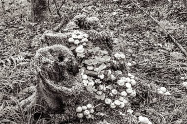 Macro photo, Animals, Nature, urope, Eastern Europe, Romania   