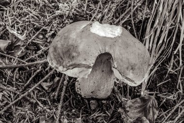 Ormanda büyük beyaz bir mantar.