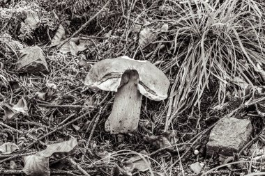 Çimlerin üzerinde mantar