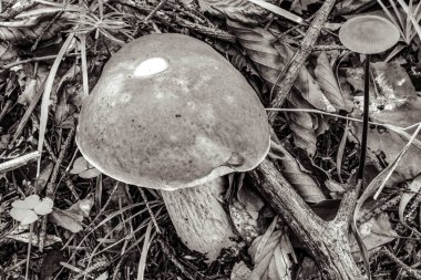 Yerdeki mantarlar, siyah beyaz arka plan