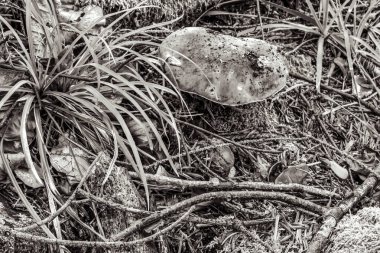 bir ağacın siyah beyaz fotoğrafı