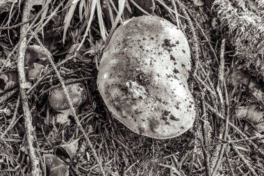 Taze yumurta kabuğunun yakın görüntüsü