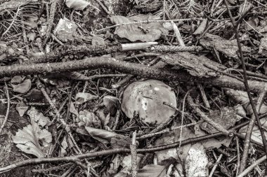 kuru ağaç dalları ve yaprakları